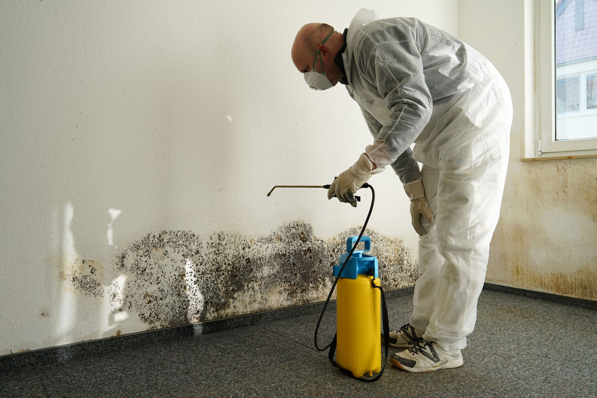 How to Get Rid Of Mold In Attics PNW Restoration