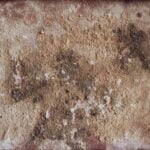 Mold can cause structural damage to your home, which is why hiring a mold restoration company is so important.