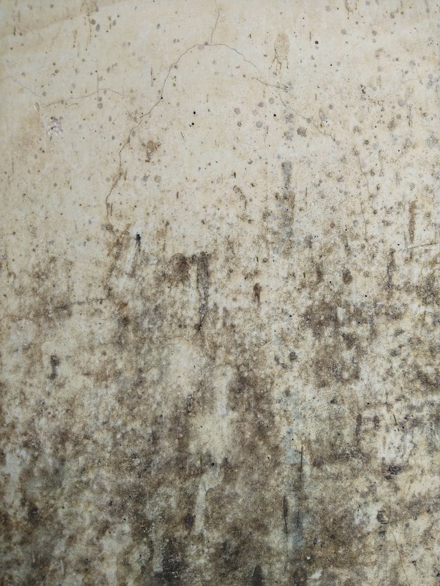 If you found mold inside your home, a professional mold removal company can help get rid of it.