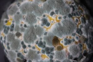 Do you start coughing every time you enter your basement? It may be a sign of mold. Call a mold remediation company for help today.
