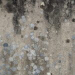 If your home recently suffered mold, a mold restoration company can treat it at the source.