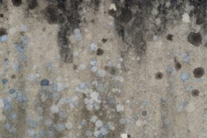 If your home recently suffered mold, a mold restoration company can treat it at the source.