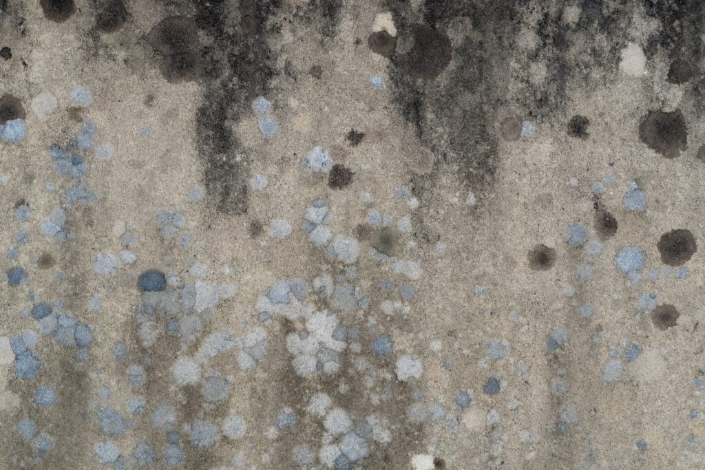 A mold removal company can treat mold caused by poor ventilation during the summer.