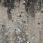 A mold removal company can treat mold caused by poor ventilation during the summer.