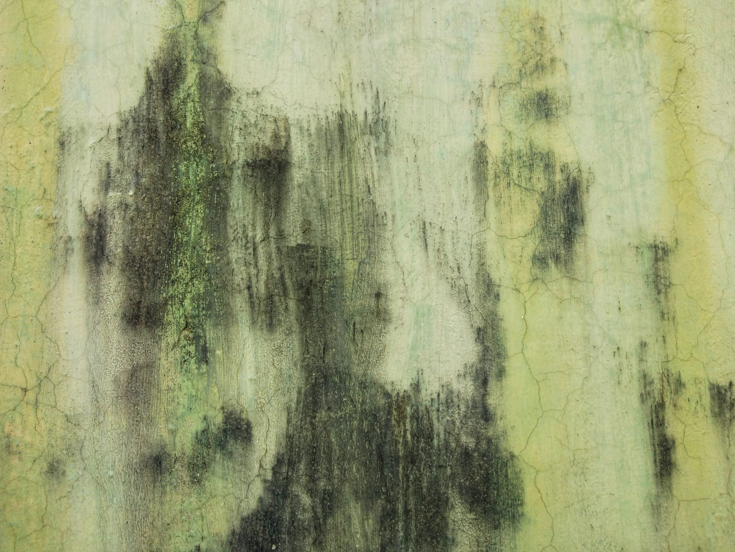 A mold inspection can be your best defense in combatting mold growth before it gets too bad.