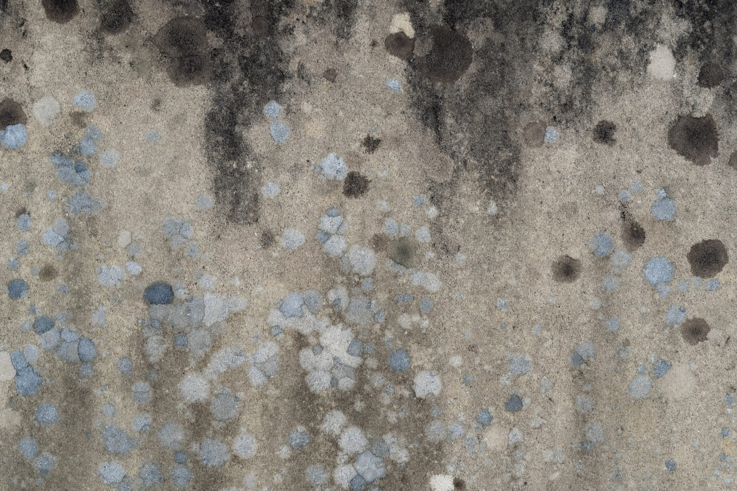 Moving into a new house? If so, it's recommended that you get a black mold inspection PNW company to come out and check for mold, so it can be properly treated before you move in.