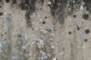 One surprising fact about mold damage is that it can trigger allergies.