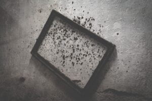 During a black mold inspection, your team will look for signs of mold and if found, send it out for testing.
