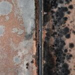 Did a recent flood cause mold damage in your basement? If so, hire a mold removal services company for help.