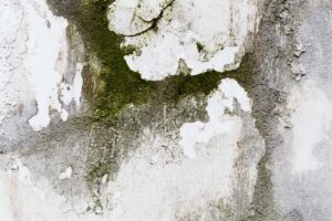Can Mold grow on plaster walls