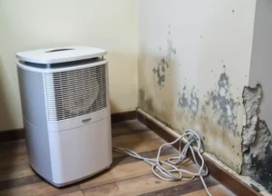 Can a dehumidifier kill mold (1)