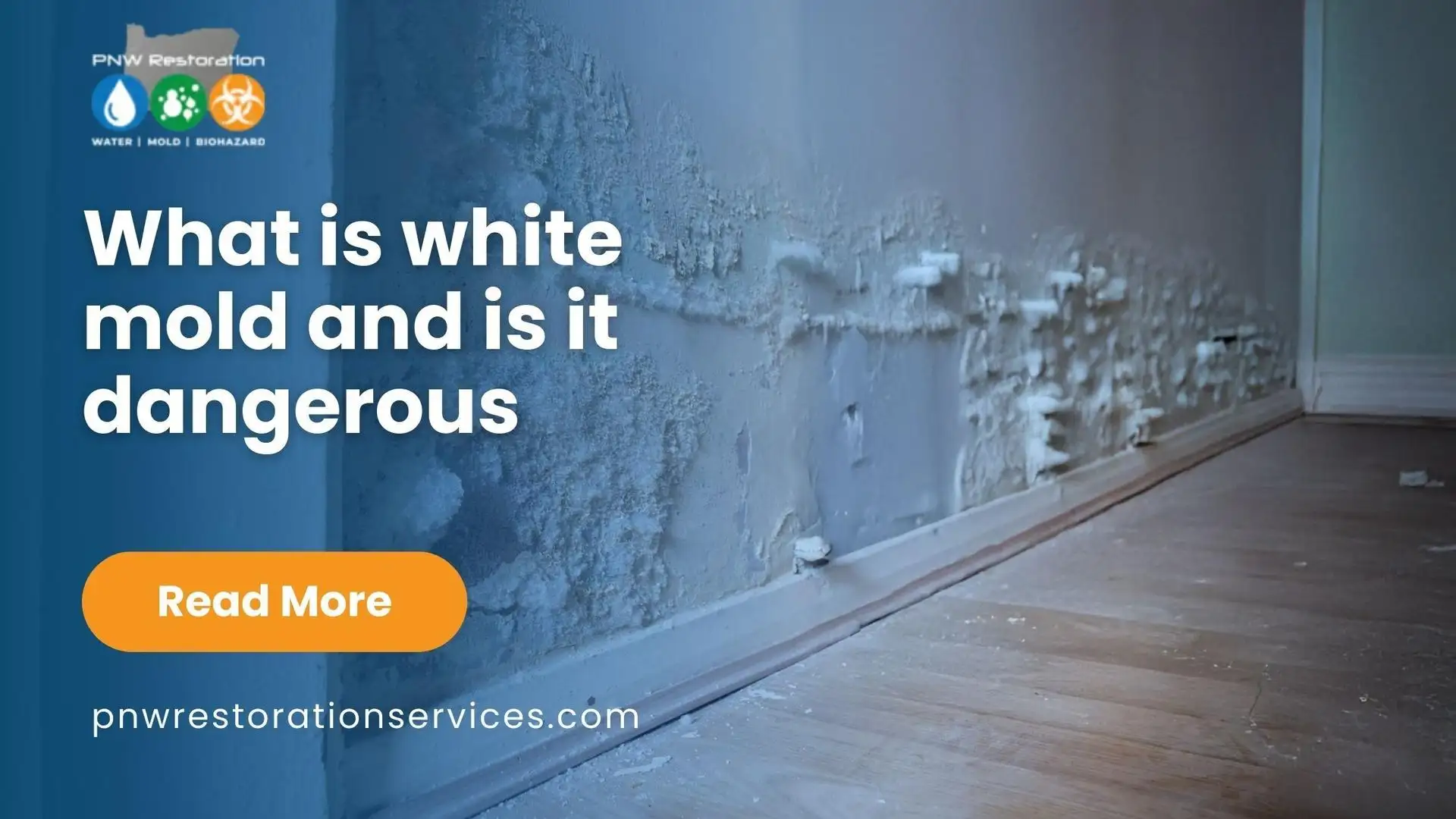 what is white mold and is it dangerous