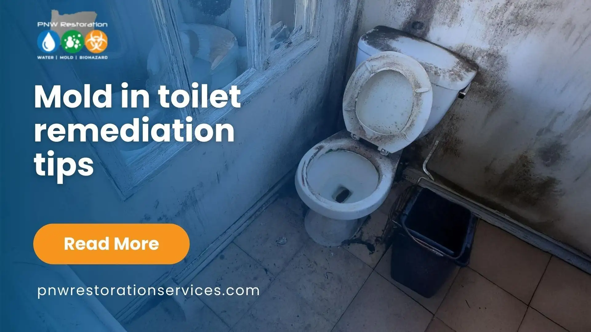 Mold in toilet remediation tips