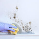 Why Mold Comes Back After Cleaning (and How to Stop It)