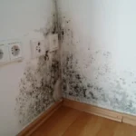 what type of mold is dangerous