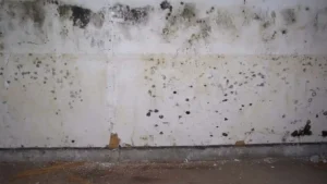 How fast can mold grow from water damage