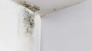 How to detect mold behind walls