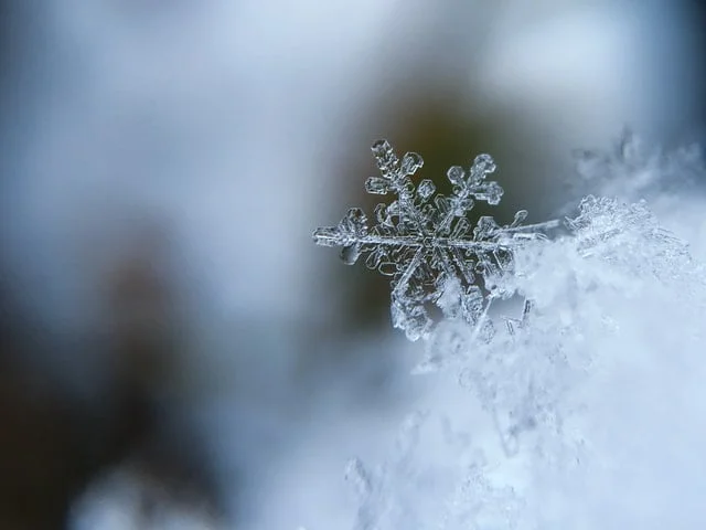 If you found mold inside your home this winter season, you need mold removal services to protect your home and health.